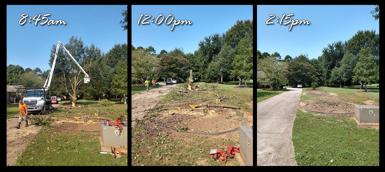 David's Complete Tree Services, Anderson sc, tree service with bucket truck, professional tree service, licensed and insured, commercial tree service, tree removal, tree trimming, 