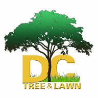 Davids Complete tree and lawn Anderson SC , Tree removal Anderson SC, tree removal cost Anderson SC, tree removal service Anderson SC, tree removal near me, best tree removal Anderson SC, cheap tree removal Anderson SC, licensed tree removal Anderson SC, insured tree removal Anderson SC, tree trimming Anderson SC, best tree trimming Anderson SC, licensed and insured tree trimming Anderson SC, great reviews for tree removal Anderson SC, great reviews for tree trimming Anderson SC,  tree removal Anderson County SC, Tree trimming Anderson County SC,  tree removal Anderson city, tree trimming Anderson city, tree removal with veterans discount Anderson SC,  Veterans discount tree trimming, veterans discount tree removal Anderson SC, safe tree removal Anderson SC, emergency tree removal Anderson SC, tree removal in an emergency, tree removal after a storm, ice storm tree removal Anderson SC, what to do if my tree falls down Anderson SC, who to call if my tree is dangerous, tree removal in my area, free emergency tree removal Anderson SC, how much does tree removal cost Anderson SC, tree trimming Anderson SC,  tree trimmers near me, who trims trees in my area, who cuts down trees in my area, who trims trees in Anderson SC, who cuts down trees in Anderson SC, man with chainsaw to cut my tree Anderson SC , lawn maintenance Anderson SC, home owners associations Anderson SC, apartments Anderson SC, town houses  Anderson SC, senior living communities yard care Anderson SC, apartment landscape Anderson SC, landscape maintenance Anderson SC, lawn mowing Anderson SC, home owners association yard maintenance Anderson SC, mowing yards for home owners associations Anderson SC, lawn care Anderson SC, Anderson area tree service Anderson SC, lumberjack tree service Anderson SC, who cuts down trees in Anderson SC, cutting down trees affordable Anderson SC, local tree cutting experts Anderson SC, arborist Anderson SC, best tree services in Anderson SC, low cost tree removal in Anderson SC,