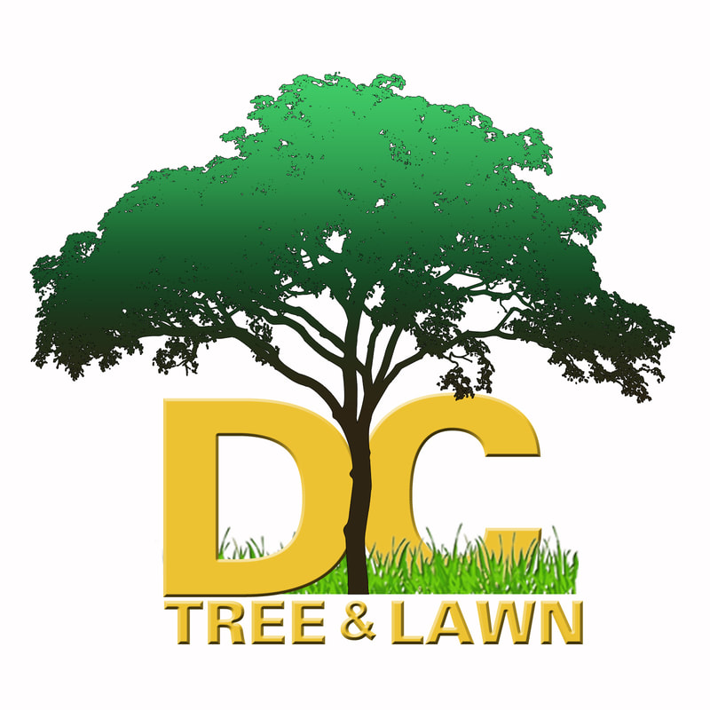 Davids Complete Tree Lawn David S, Anderson Landscape And Tree Service